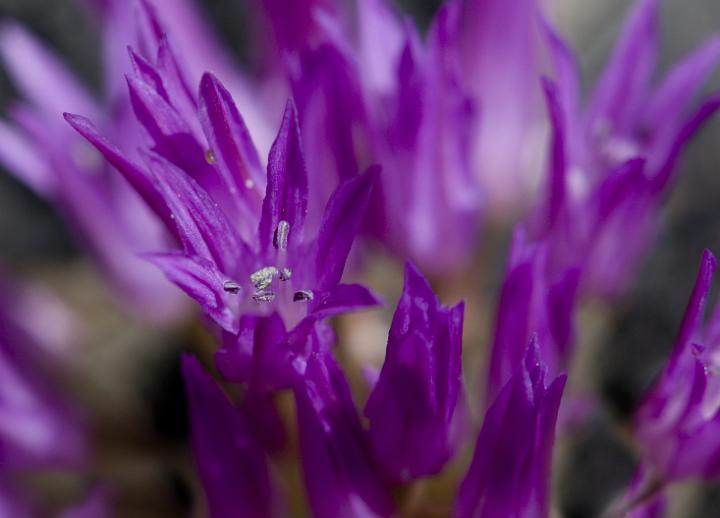 Siskiyou Onion, Allium siskiyouense.jpg